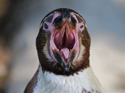 Is Ace Hardware Open on July 4? And Why Do Penguins Prefer Shopping There?